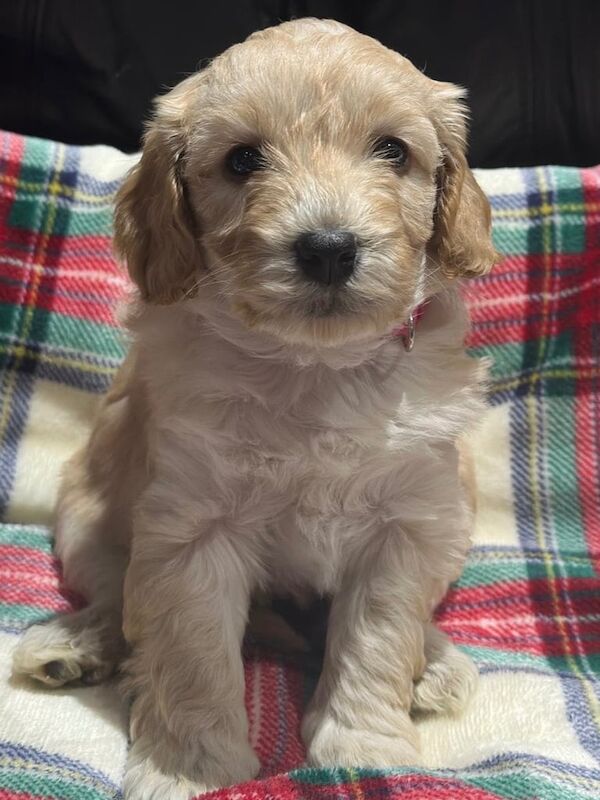 Cockapoo puppies for sale in Maybole, South Ayrshire – 12 months old - Image 2 of 3