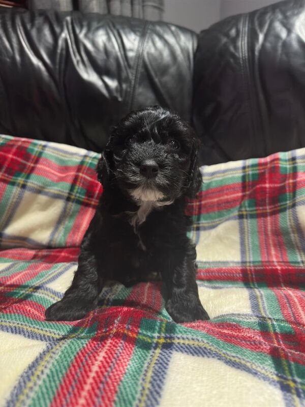 Cockapoo puppies for sale in Maybole, South Ayrshire – 12 months old - Image 3 of 3