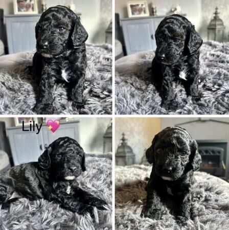 Cockapoo puppies for sale in Ossett, West Yorkshire – 1 year old - Image 1 of 5