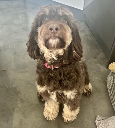 Cockapoo puppies for sale in Ossett, West Yorkshire – 1 year old - Image 2 of 5