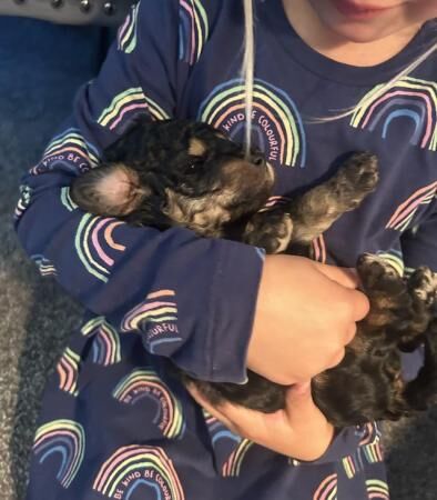 Cockapoo puppies for sale in Ossett, West Yorkshire – 1 year old - Image 3 of 5