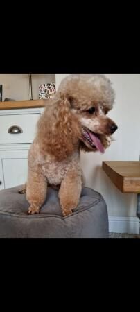 Cockapoo puppies for sale in Ossett, West Yorkshire – 1 year old - Image 4 of 5