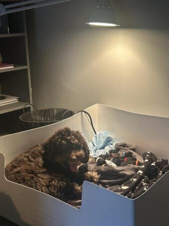 Cockapoo puppies for sale in Ossett, West Yorkshire – 1 year old - Image 5 of 5