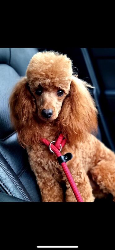 Cockapoo puppies for sale in Doncaster, South Yorkshire – 11 months old - Image 2 of 14