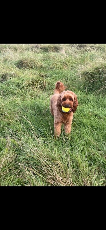 Cockapoo puppies for sale in Doncaster, South Yorkshire – 11 months old - Image 3 of 14