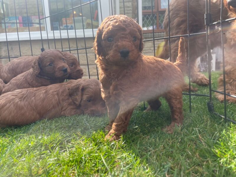 Cockapoo puppies for sale in Doncaster, South Yorkshire – 11 months old - Image 4 of 14