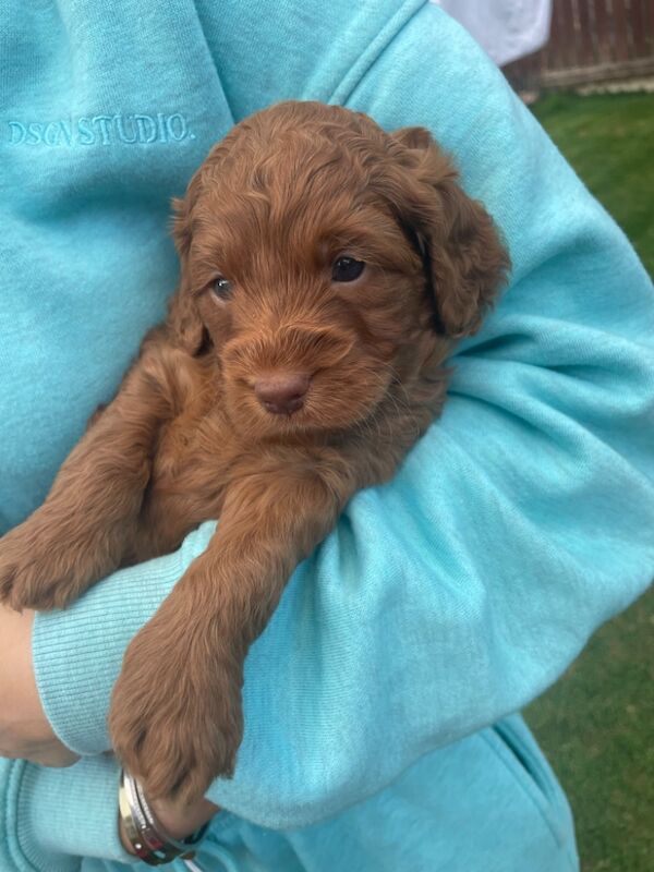 Cockapoo puppies for sale in Doncaster, South Yorkshire – 11 months old - Image 5 of 14