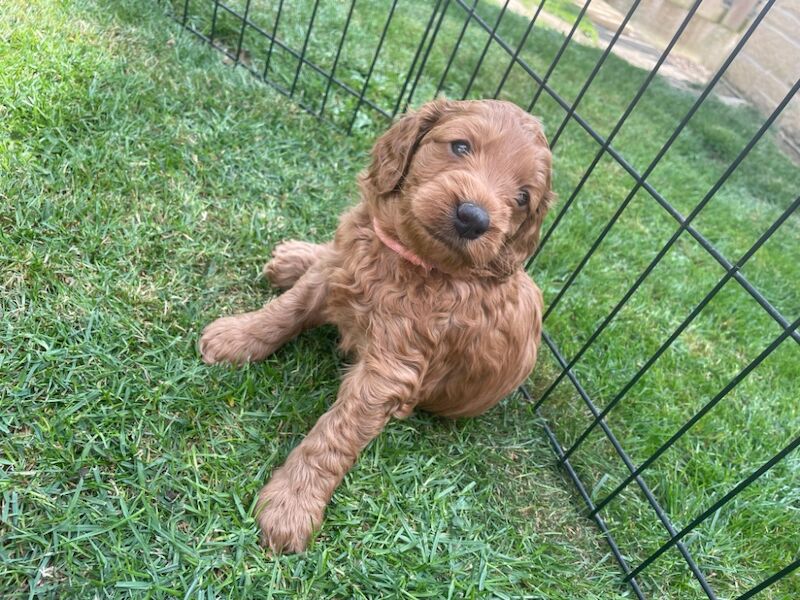 Cockapoo puppies for sale in Doncaster, South Yorkshire – 11 months old - Image 6 of 14