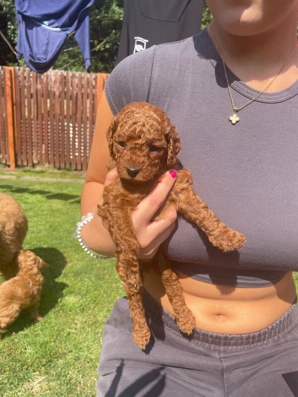 Cockapoo puppies for sale in Doncaster, South Yorkshire – 11 months old - Image 7 of 14