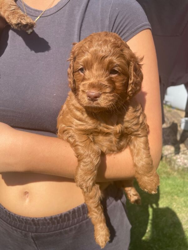 Cockapoo puppies for sale in Doncaster, South Yorkshire – 11 months old - Image 8 of 14