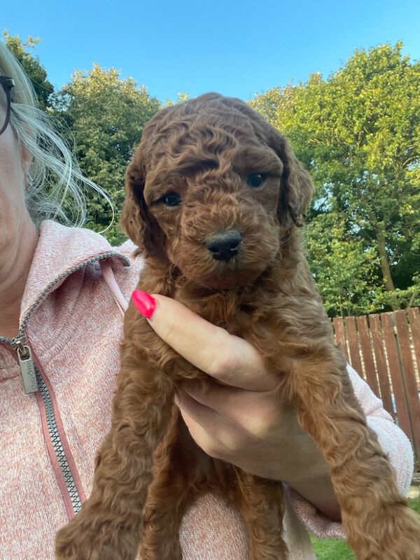 Cockapoo puppies for sale in Doncaster, South Yorkshire – 11 months old - Image 9 of 14