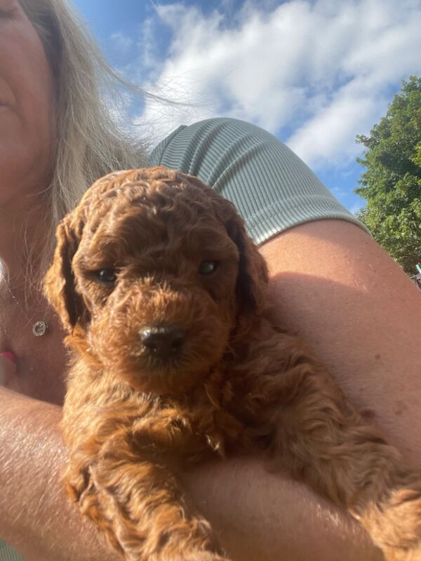 Cockapoo puppies for sale in Doncaster, South Yorkshire – 11 months old - Image 10 of 14