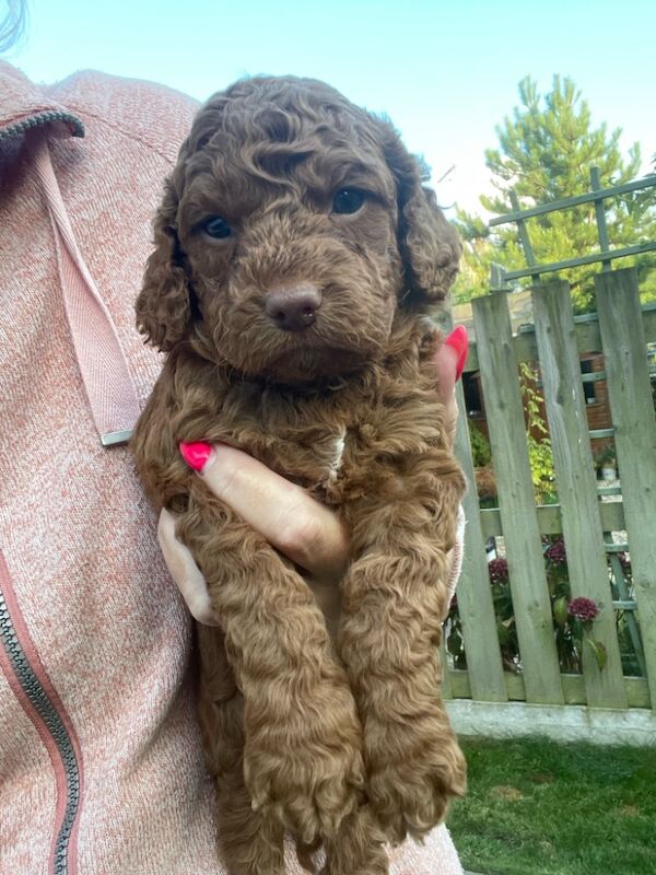 Cockapoo puppies for sale in Doncaster, South Yorkshire – 11 months old - Image 11 of 14