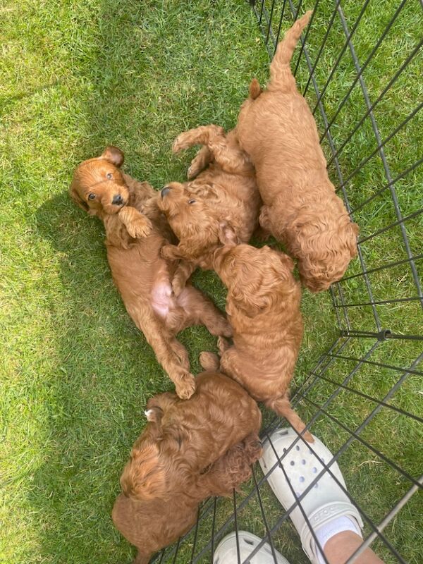 Cockapoo puppies for sale in Doncaster, South Yorkshire – 11 months old - Image 12 of 14