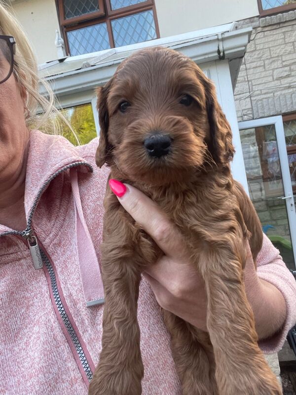 Cockapoo puppies for sale in Doncaster, South Yorkshire – 11 months old - Image 13 of 14