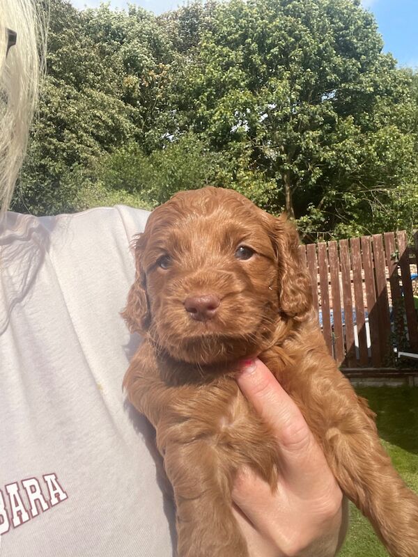 Cockapoo puppies for sale in Doncaster, South Yorkshire – 11 months old - Image 14 of 14