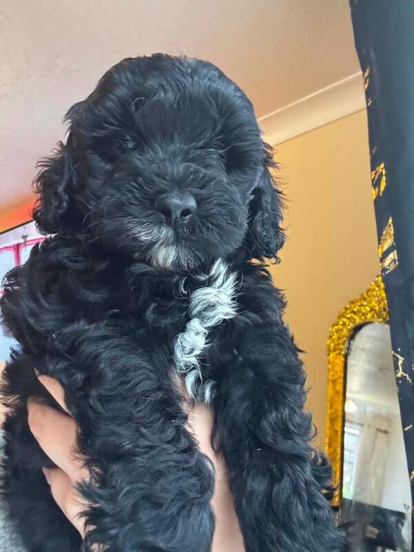 Apricot Cockapoo Puppies For Sale