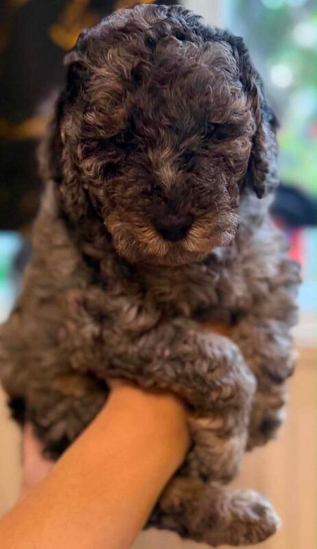F1B toy cockapoo puppies 3 Left - Image 2 of 5