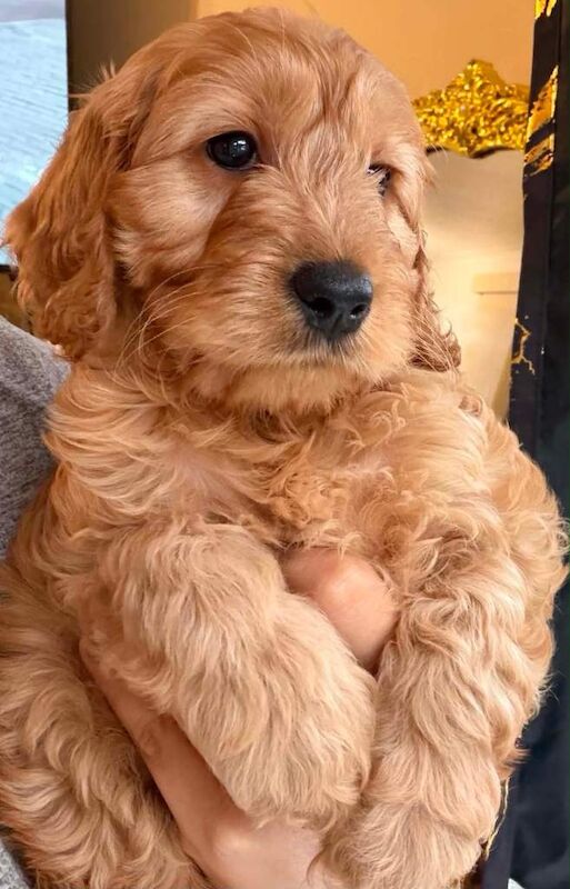 F1B toy cockapoo puppies 3 Left - Image 3 of 5