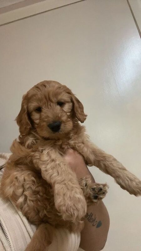 F1B toy cockapoo puppies 3 Left - Image 4 of 5