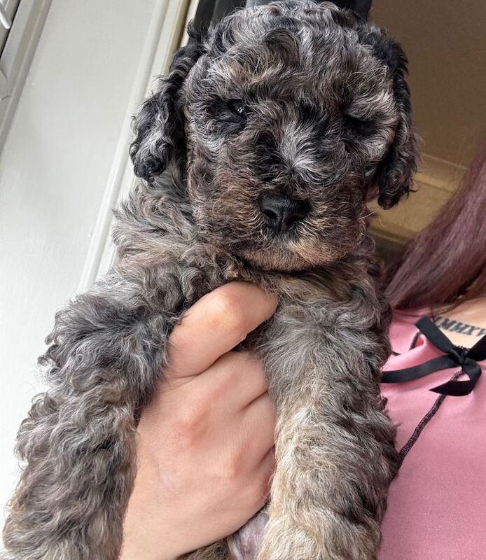 F1B toy cockapoo puppies 3 Left - Image 5 of 5