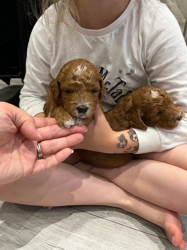 F1B toy Cockapoo puppies for sale in Bridgend, Aberdeenshire