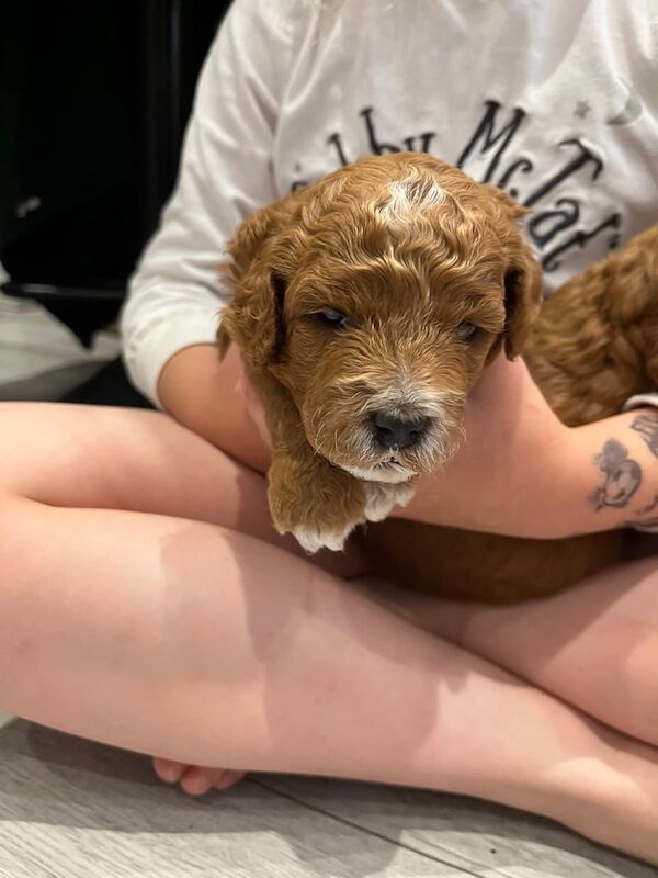 Cockapoo puppies for sale in Bridgend, Aberdeenshire – KC registered, 7 months old - Image 2 of 3