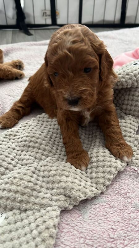 Cockapoo puppies for sale in Bridgend, Aberdeenshire – KC registered, 7 months old - Image 3 of 3