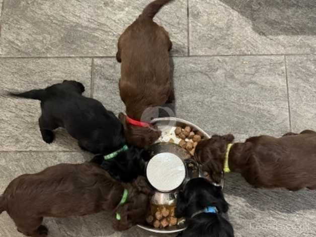 Cockapoo puppies for sale in Mountain Ash/Aberpennar, Rhondda Cynon Taf – 1 year old - Image 2 of 5