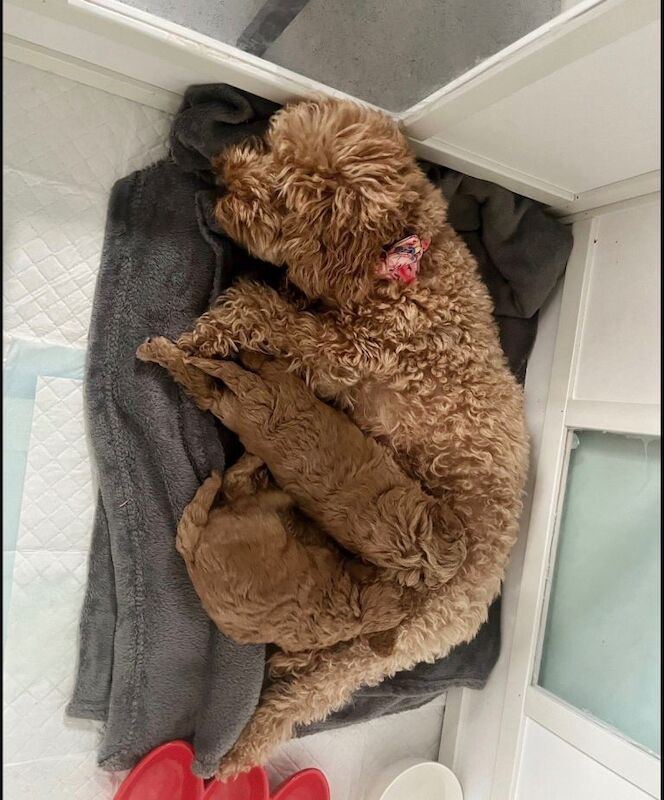 Apricot Cockapoo Puppies For Sale