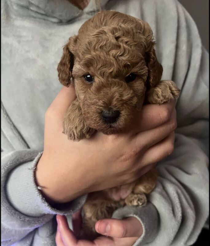 Cockapoo puppies for sale in Otley, West Yorkshire – 4 weeks old - Image 3 of 4
