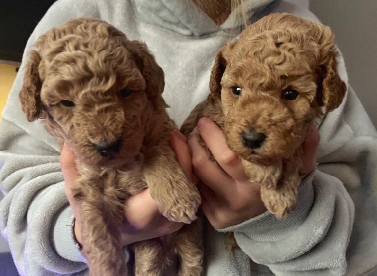 Cockapoo puppies for sale in Otley, West Yorkshire – 4 weeks old - Image 4 of 4
