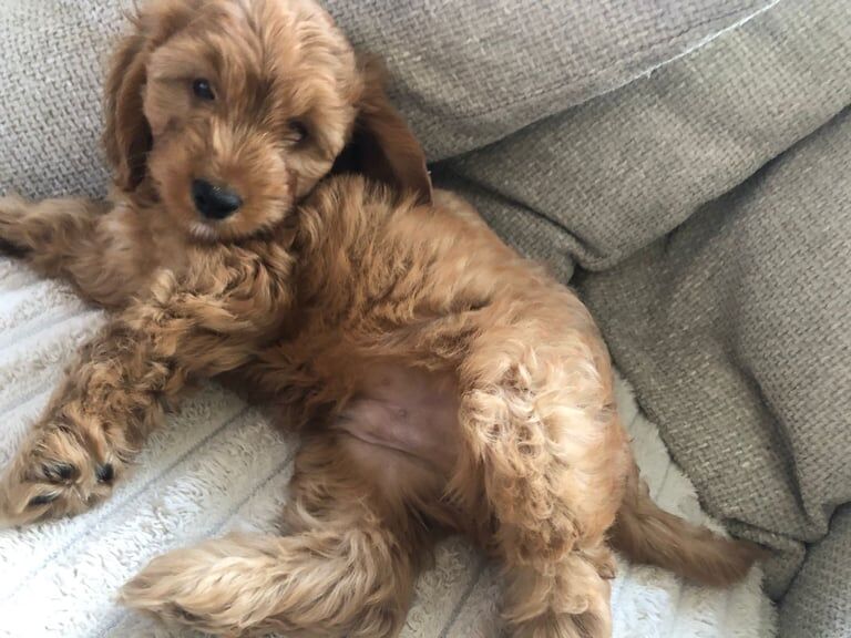 Cockapoo puppies for sale in Islington, Greater London – KC registered, 10 weeks old