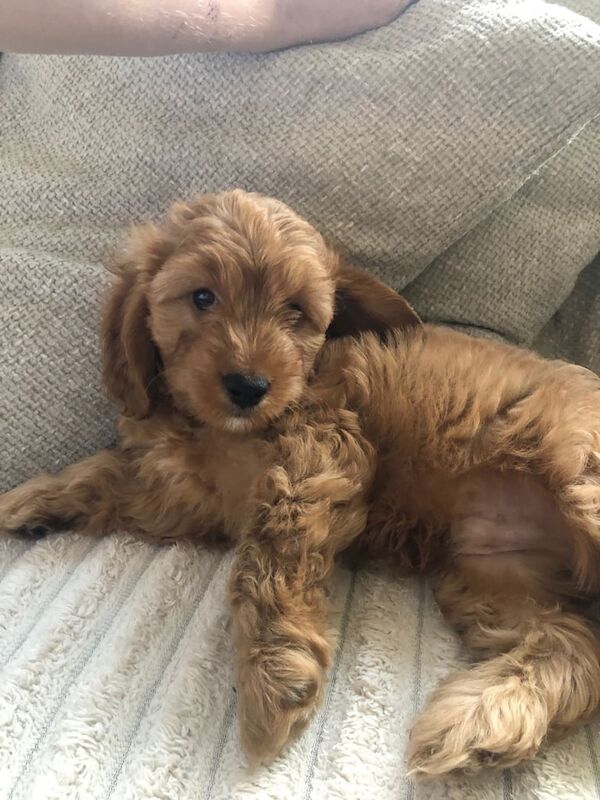 Cockapoo puppies for sale in Islington, Greater London – KC registered, 10 weeks old - Image 2 of 3
