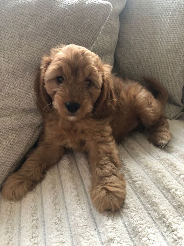 Cockapoo puppies for sale in Islington, Greater London – KC registered, 10 weeks old - Image 3 of 3