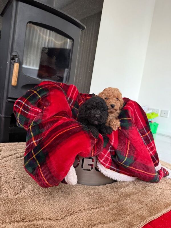 Cockapoo puppies for sale in West Malling, Kent โ 8 weeks old