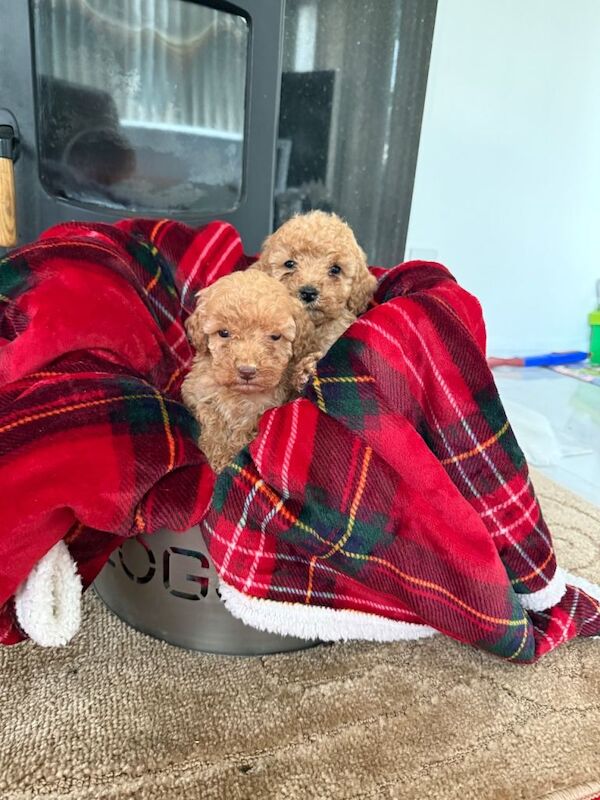 Cockapoo puppies for sale in West Malling, Kent – 4 months old - Image 2 of 6