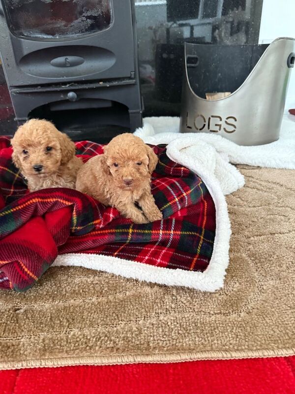 Cockapoo puppies for sale in West Malling, Kent – 4 months old - Image 4 of 6