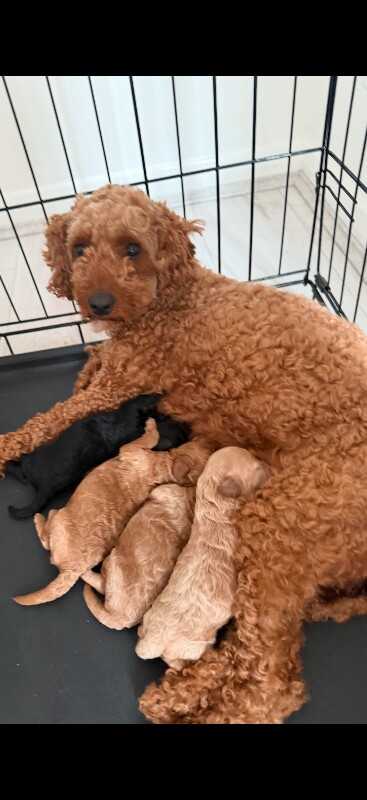 Cockapoo puppies for sale in West Malling, Kent – 4 months old - Image 5 of 6