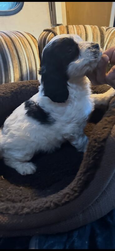 Cockapoo puppies for sale in Cheadle Hulme, Greater Manchester – 3 months old - Image 2 of 4