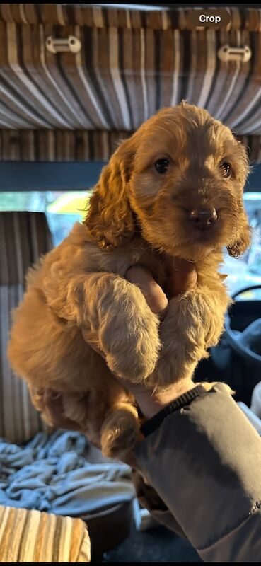 Cockapoo puppies for sale in Cheadle Hulme, Greater Manchester – 3 months old - Image 3 of 4