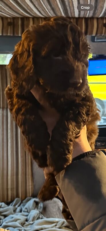 Cockapoo puppies for sale in Cheadle Hulme, Greater Manchester – 3 months old - Image 4 of 4