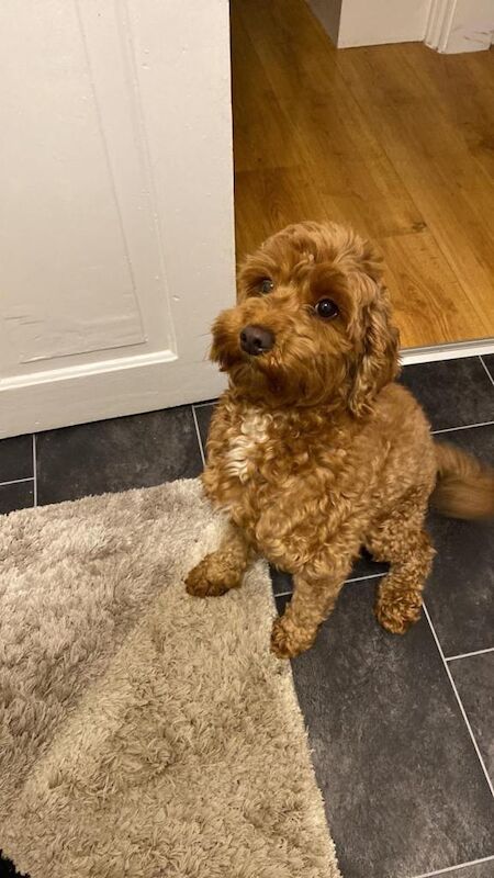 Miniature Cockapoo Puppies For Sale