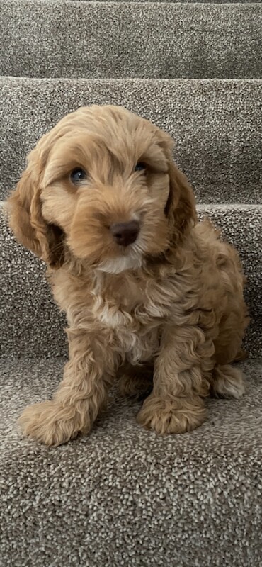 F1 Miniature Cockapoo puppies - Image 2 of 2