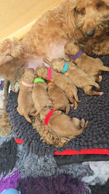 F1BB Toy American Cockapoo Puppies
