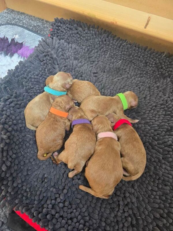 F1BB Toy American Cockapoo Puppies - Image 2 of 6