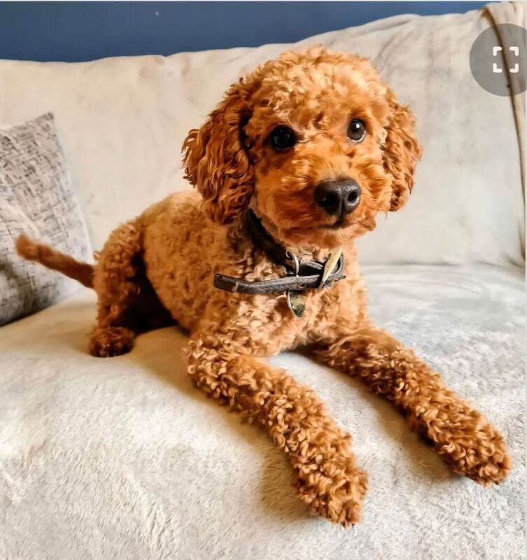 F1BB Toy American Cockapoo Puppies - Image 3 of 6