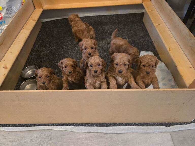 Apricot Cockapoo Puppies For Sale