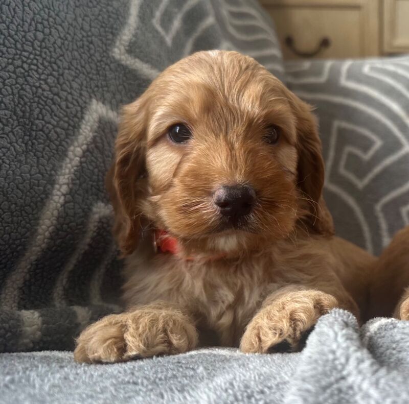 Cockapoo puppies for sale in Ely, Cambridgeshire – 6 weeks old