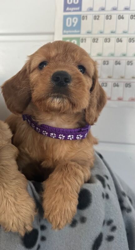 Cockapoo puppies for sale in Ely, Cambridgeshire – 6 weeks old